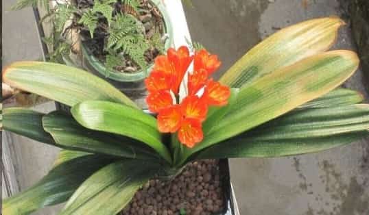 君子兰开一次花后