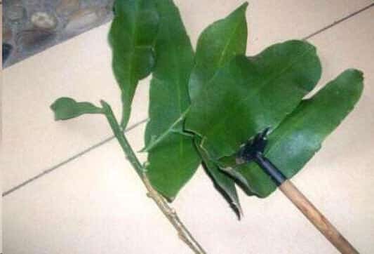 别再浪费钱买花了