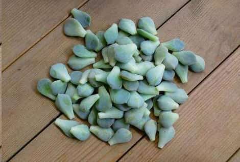 别再浪费钱买花了