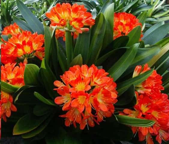君子兰开一次花后