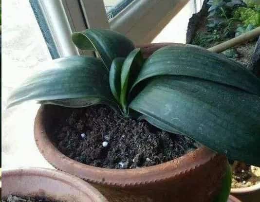 君子兰开一次花后