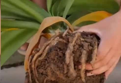 君子兰开一次花后