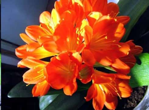 君子兰开一次花后