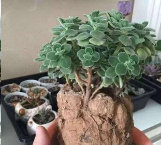 盆土板结最好解决办法 解决盆土板结的最佳方法