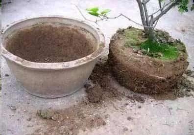 盆土板结最好解决办法