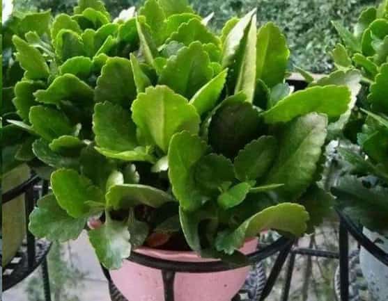 长寿花开完不要扔