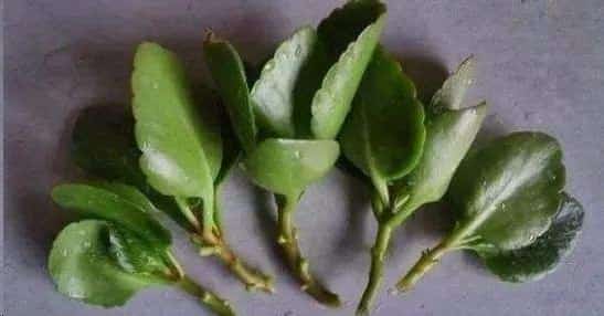 长寿花开完不要扔