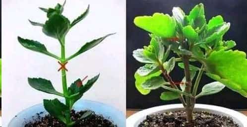 长寿花开完不要扔