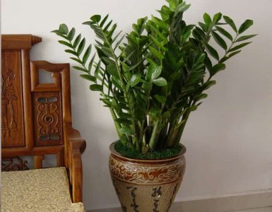 养这些室内植物越旱长的越好 养植物越干越好
越干越好的室内植物养护