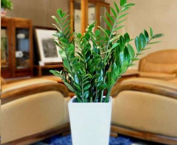 养这些室内植物越旱长的越好