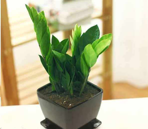 养这些室内植物越旱长的越好