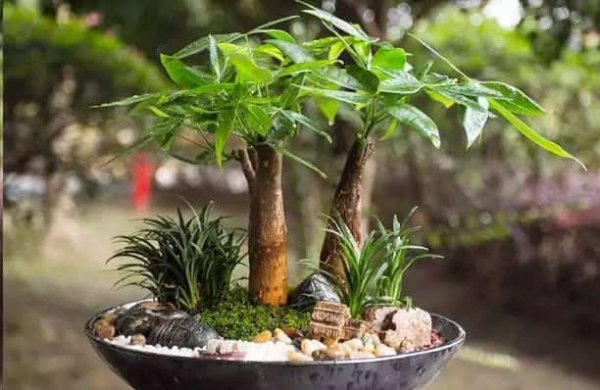 养这些室内植物越旱长的越好