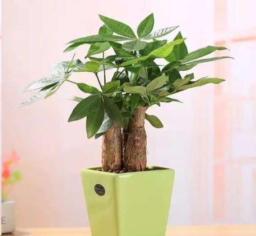 养这些室内植物越旱长的越好