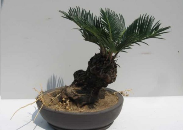 养这些室内植物越旱长的越好