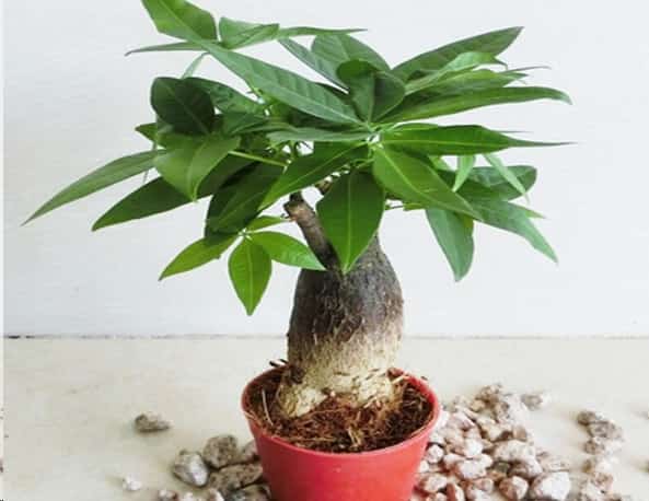 养这些室内植物越旱长的越好