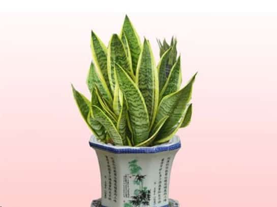 养这些室内植物越旱长的越好