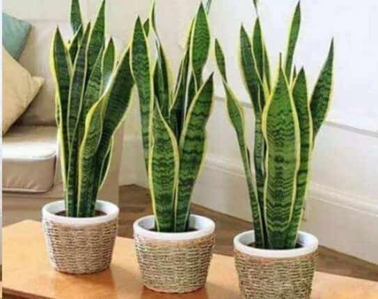 养这些室内植物越旱长的越好