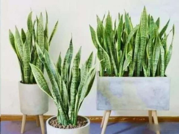 养这些室内植物越旱长的越好