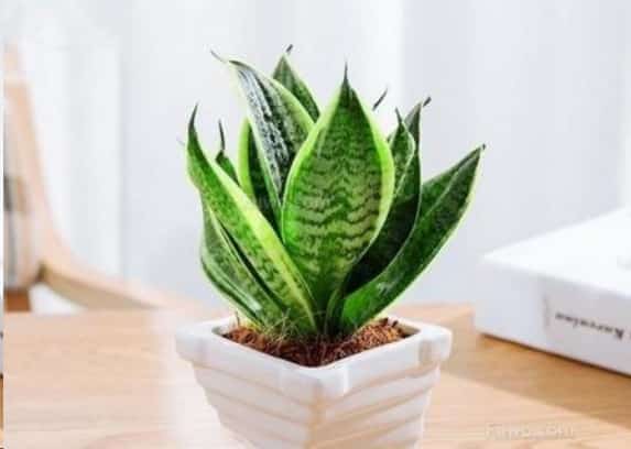 养这些室内植物越旱长的越好
