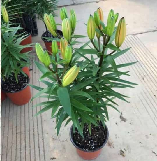 这些花一到夏天就枯萎