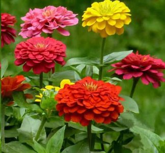 想要夏天庭院开满花 梦想着夏日花园盛开