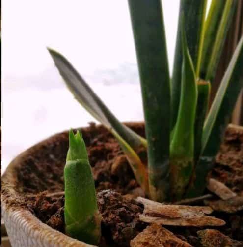 虎皮兰爆盆的方法