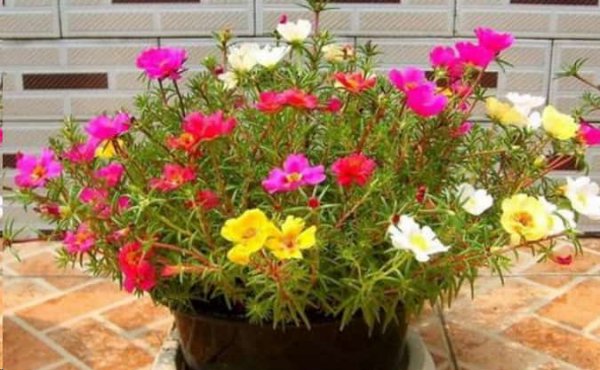 想要夏天庭院开满花