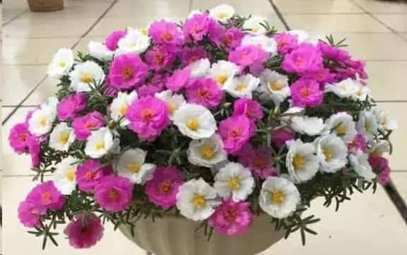 想要夏天庭院开满花