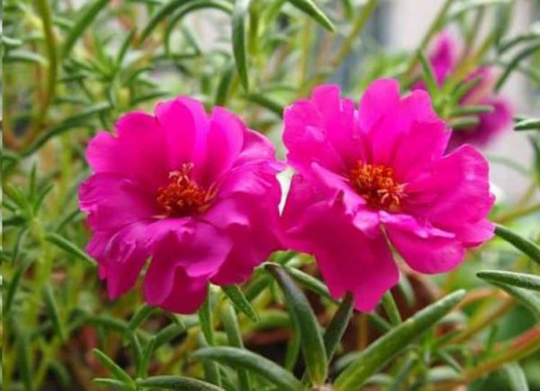 想要夏天庭院开满花