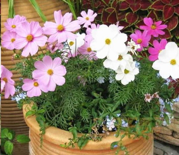 想要夏天庭院开满花
