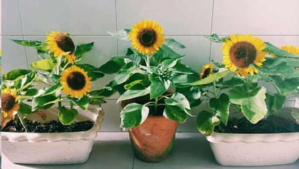 想要夏天庭院开满花
