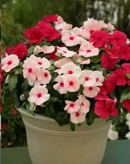 想要夏天庭院开满花