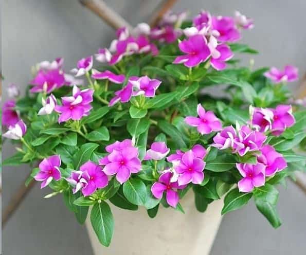 想要夏天庭院开满花