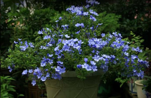 想要夏天庭院开满花