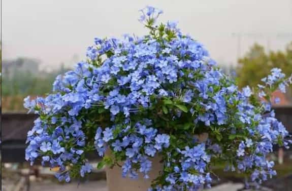 想要夏天庭院开满花