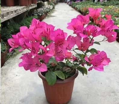 想要夏天庭院开满花