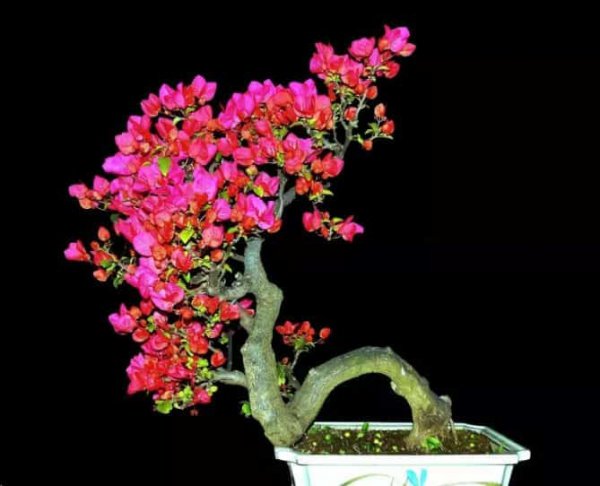 想要夏天庭院开满花