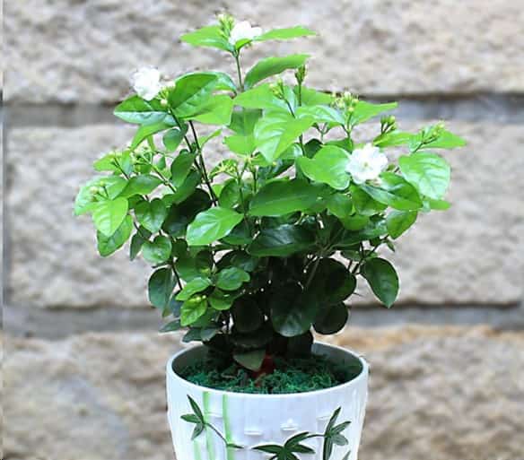 这花就是天然香水