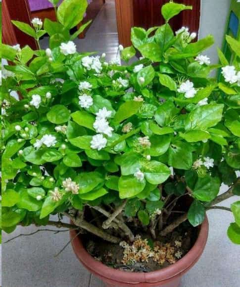 这花就是天然香水