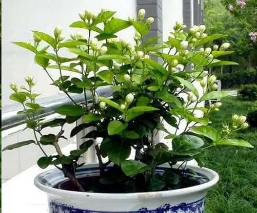 这花就是天然香水
