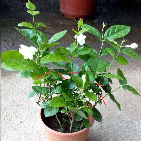 这花就是天然香水