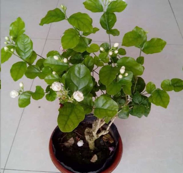 这花就是天然香水