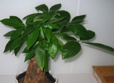 发财树这样养越长越茂盛 如何让发财树茁壮成长？