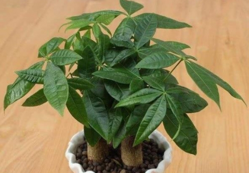 发财树这样养越长越茂盛