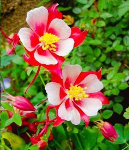 这些花名字土的掉渣 这些花名字低俗得很