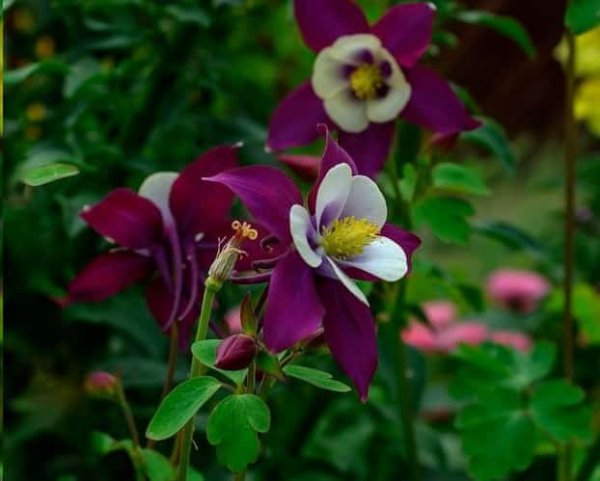 这些花名字土的掉渣