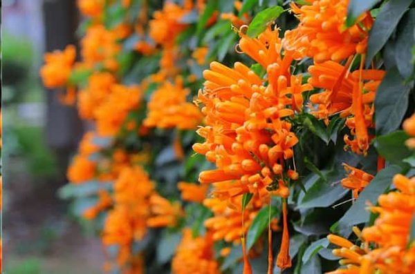 这些花名字土的掉渣