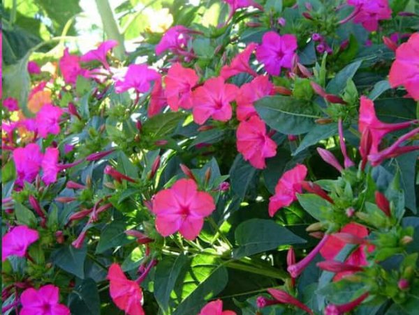 这些花名字土的掉渣