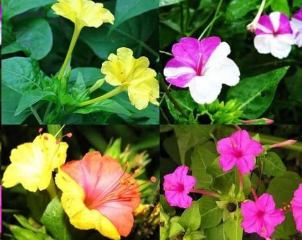 这些花名字土的掉渣