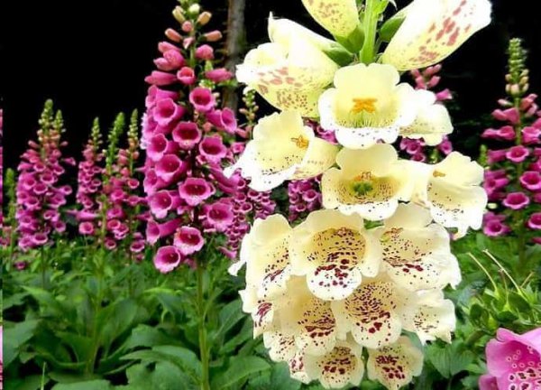 这些花名字土的掉渣